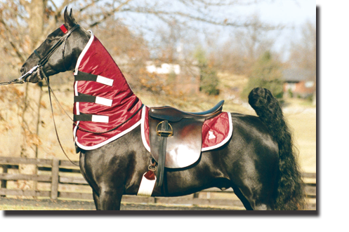 Burgundy & Silver 3/4 Neck Sweat and Matching Saddle Pad