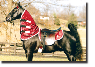 horse neck sweat with saddle pad