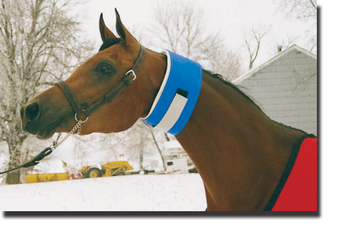 Royal Blue & Silver Pro-Sweat Neck Wrap