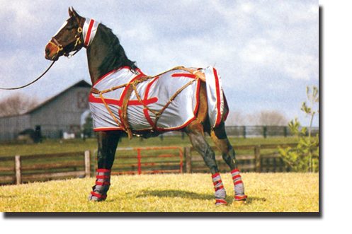 lycra show horse hoods lycra horse sheet
