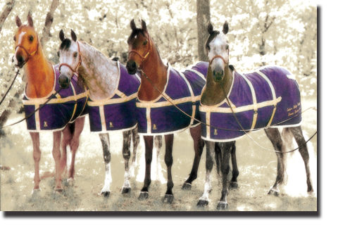 classic show horse cotton sheets and scrim fly sheets purple fly sheet