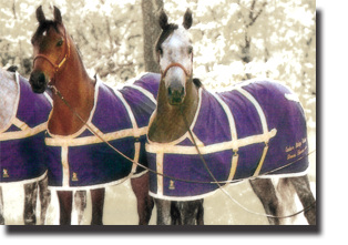 classic cotton horse sheets