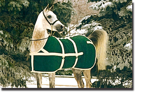 Forest Green & Tan Show Coat Blanket